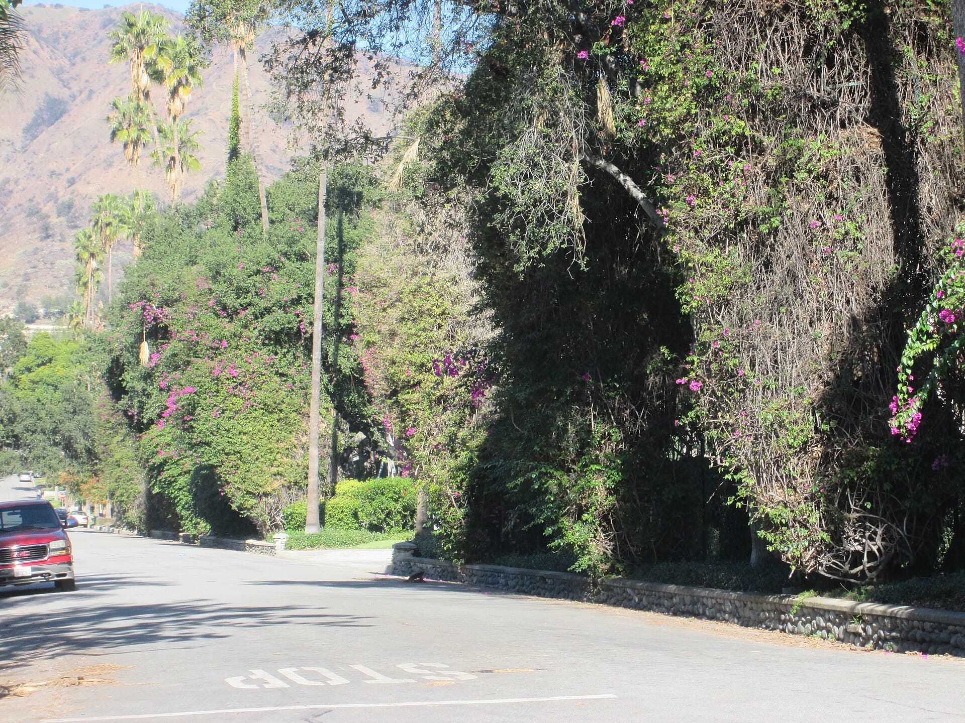 Bougainvillea and palm trees along a residential street in Glendora